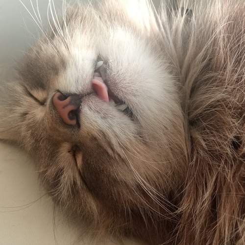 Photo #9793621