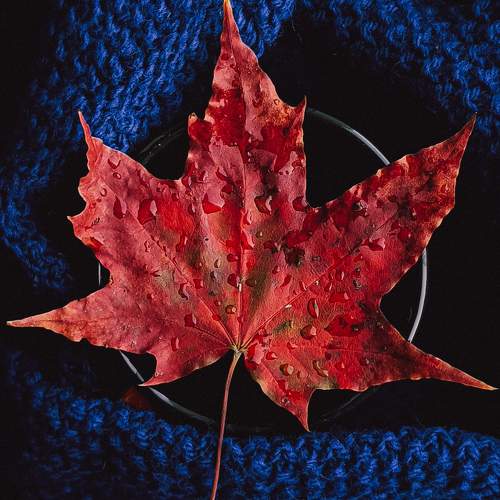 Photo #9794183