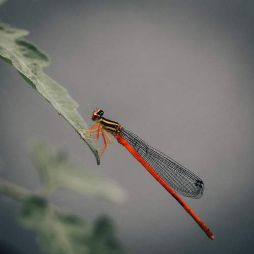 Photo #9794393