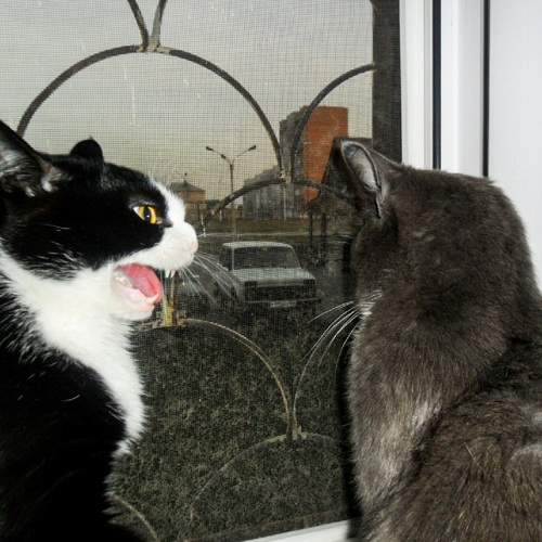 Photo #9794869