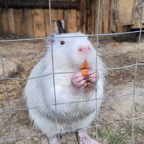 Photo #9796210