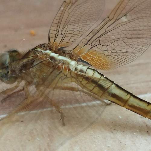 Photo #9796341