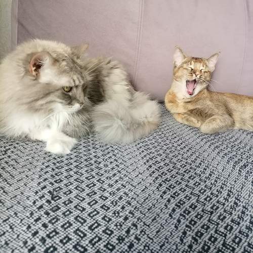 Photo #9797110