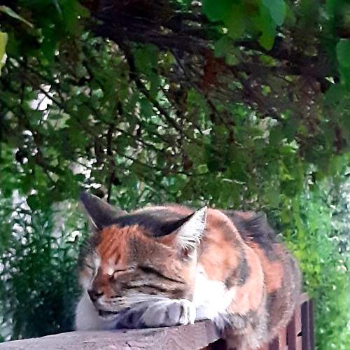 Сладкий сон