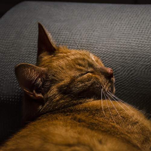 Photo #9797812