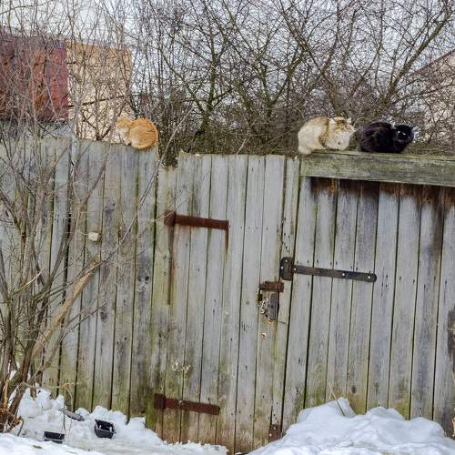 Photo #9797821