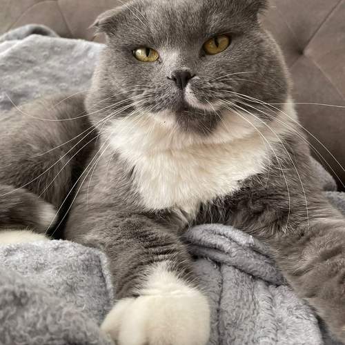 My cat'