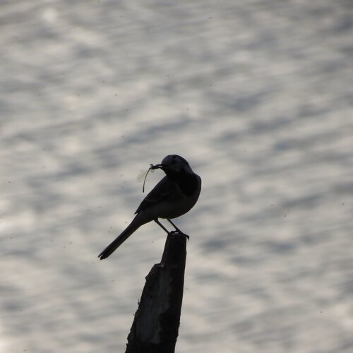 Photo #981170
