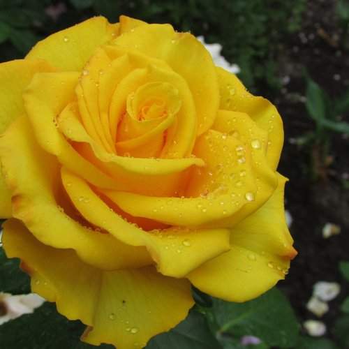 Photo #981541