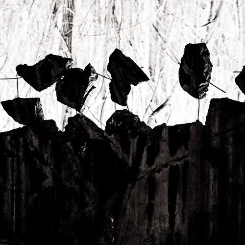 Photo #981935