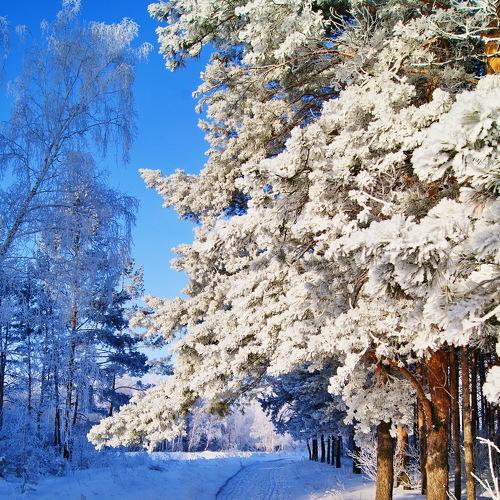 Сосны шубки приодели...