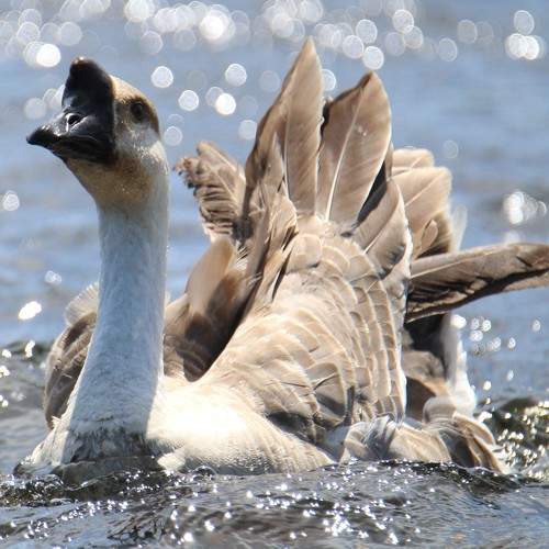 Goose in the wind