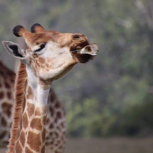 Giraffe delight