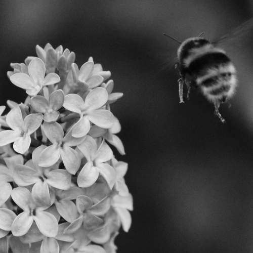Photo #9800135