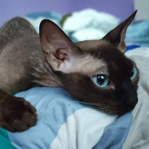 Photo #9800179