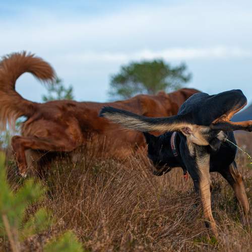 Photo #9800668