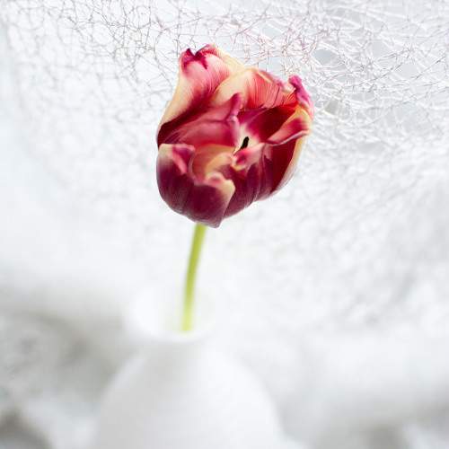 Photo #9801076