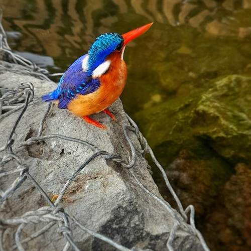 Photo #9801122