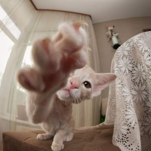 Photo #9801276