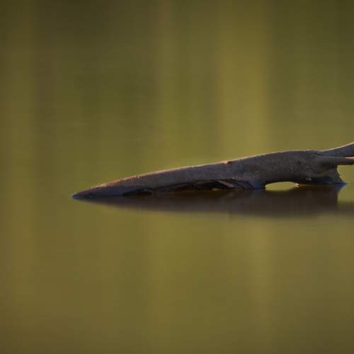 Photo #9801281
