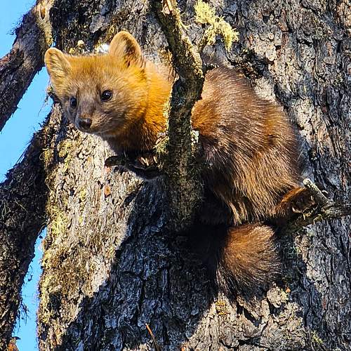 Photo #9801324