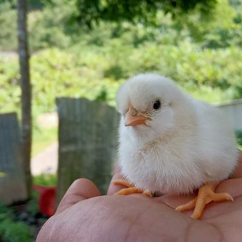Photo #9801750