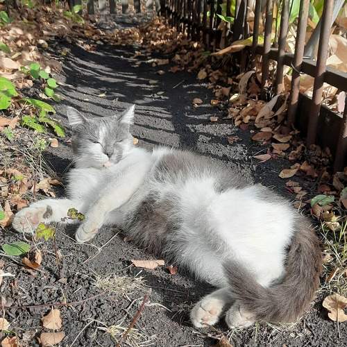 Photo #9802340