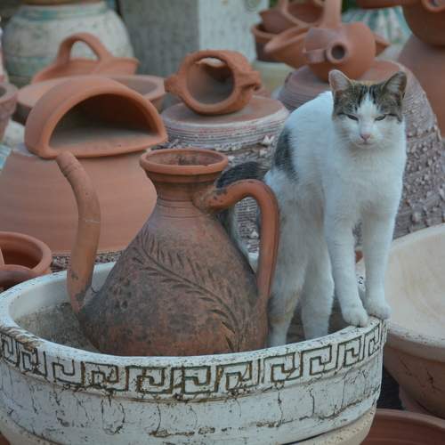 Photo #9802644