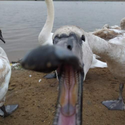 Photo #9803318