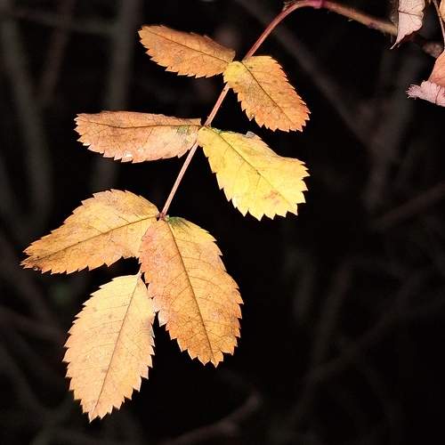 Photo #9803358