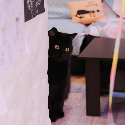 Photo #9805072