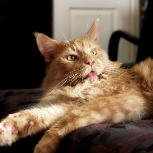 Photo #9805186