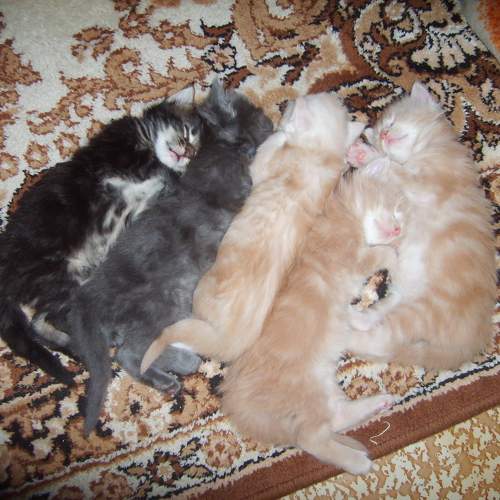 Photo #9805519