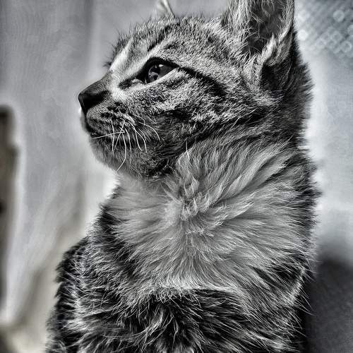 Photo #9806749