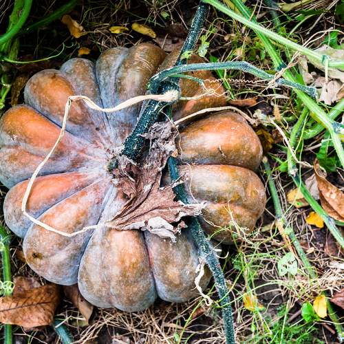 Photo #9807002