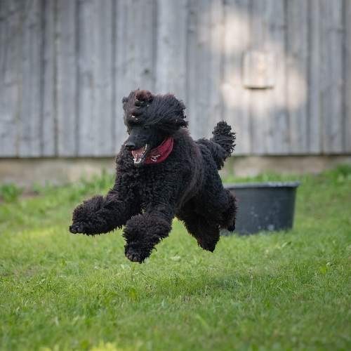 Photo #9807288