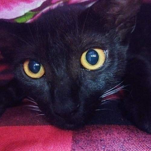 Photo #9807436