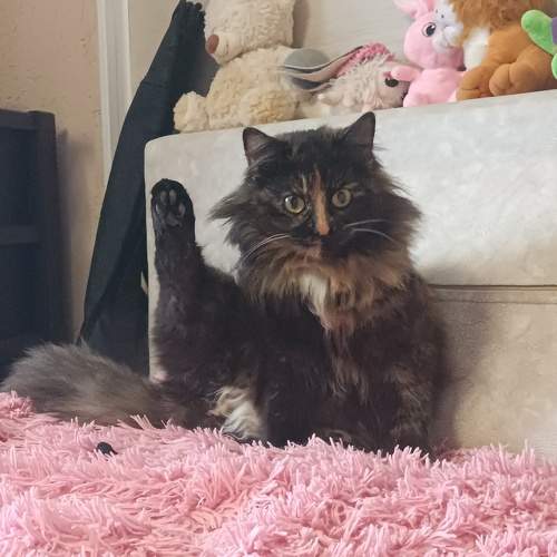 Photo #9808385