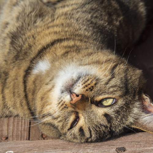 Photo #9809245