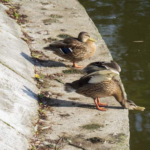 Photo #9809825