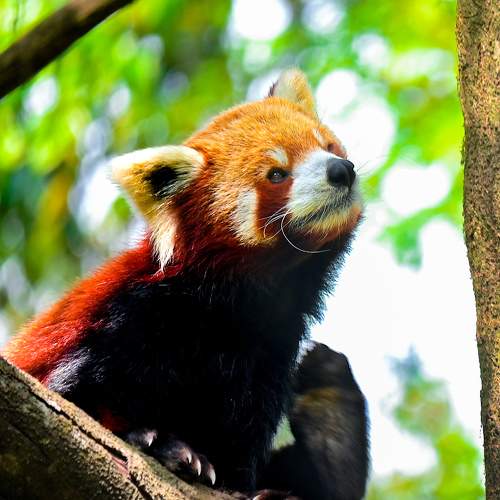 Photo #9810418