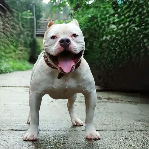 FRiNDLY DOG