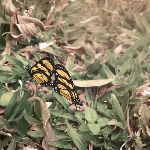 Photo #9813281