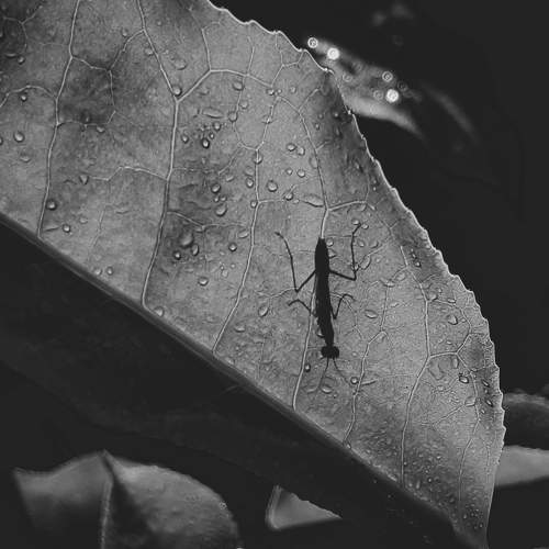Photo #9814055