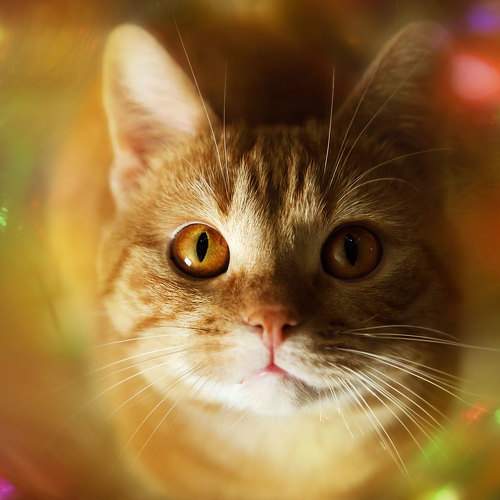 Photo #9814977