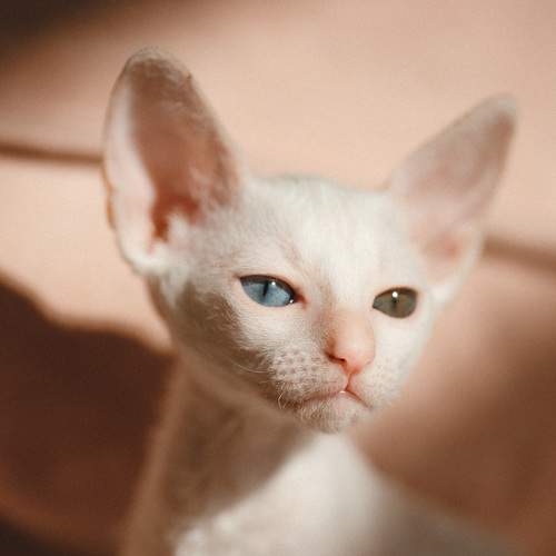 Photo #9815344