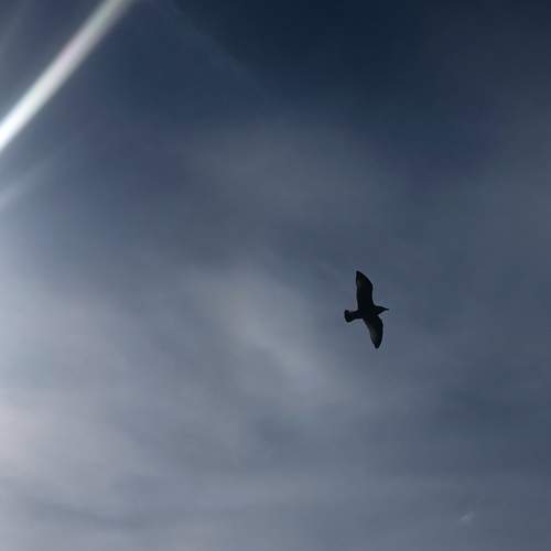 Photo #9815891