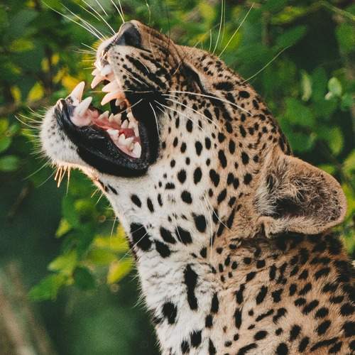 Photo #9816313
