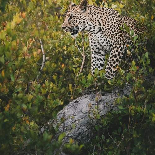 Photo #9816316
