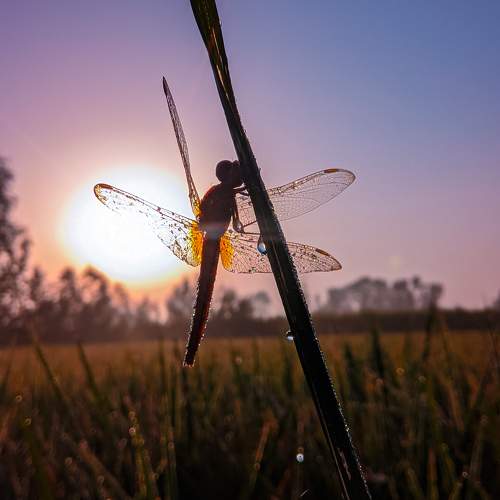 Photo #9816509